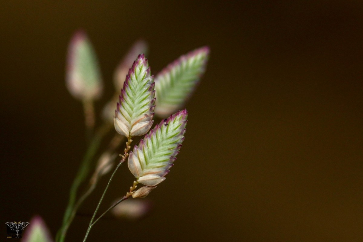 Eragrostis unioloides (Retz.) Nees ex Steud.